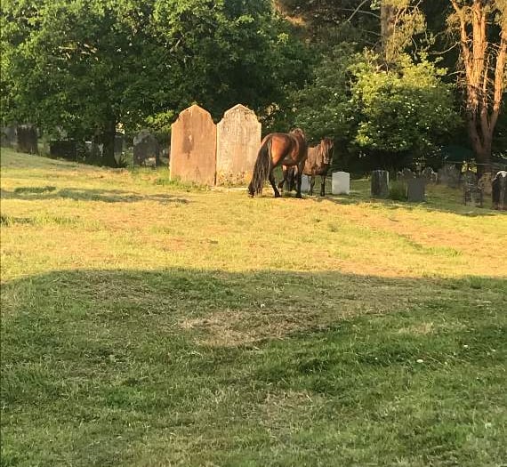 Missing ponies are finally home