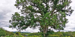 Deadly fungus could decimate Devon's trees