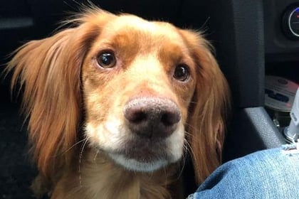Dartmouth dog that vanished from back of truck found safe and well near M5
