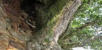 Seedlings of the Dart Ria Oak Project