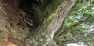 Seedlings of the Dart Ria Oak Project