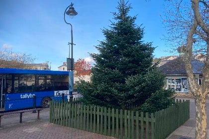 Tree arrives in Kingsbridge
