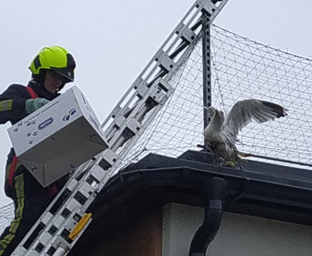 Householders warned after spate of seagull rescues