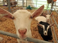 Our live coverage of Devon County Show 2022