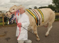 Prize winning cattle strut their stuff 