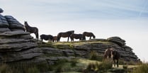 Could you help look after Dartmoor’s beautiful wild ponies? 