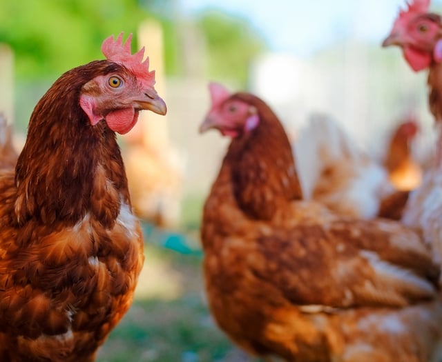 Bird flu: Chief Vet lifts Prevention Zone across the UK
