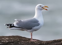 Dartmouth teen attacked sailor who tried to stop yobs killing seagull