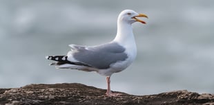 Dartmouth teen attacked sailor who tried to stop yobs killing seagull