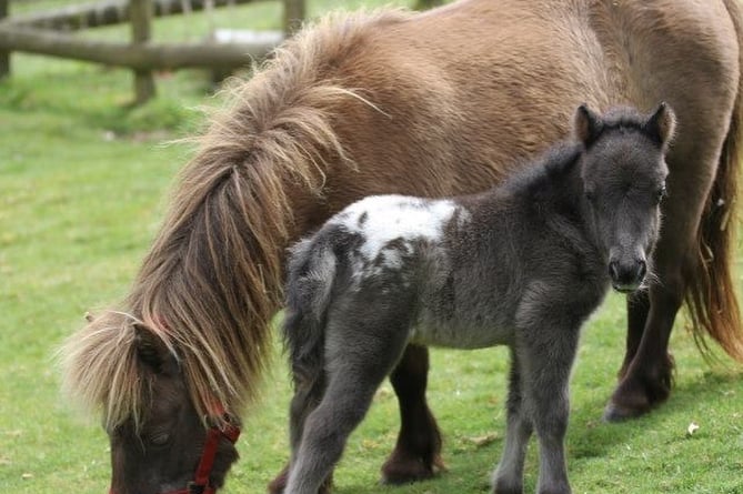 Miniature Pony Centre