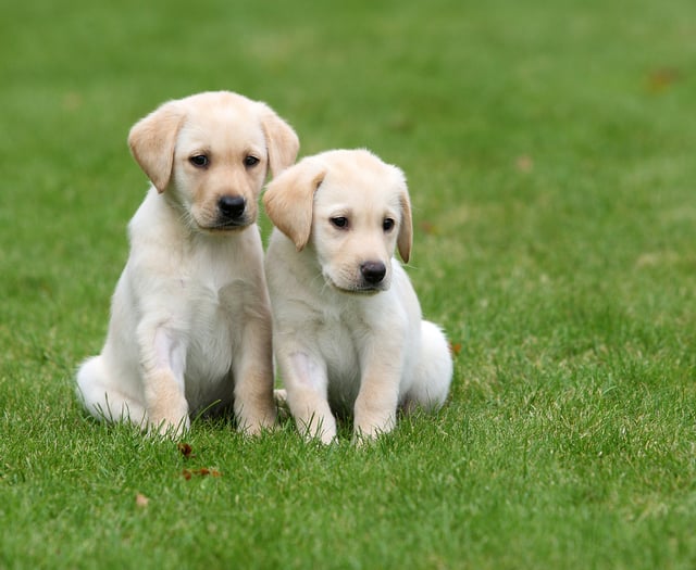 Could you be a volunteer for Guide Dogs?