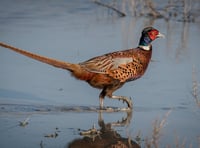 Pheasants now outnumber native birds