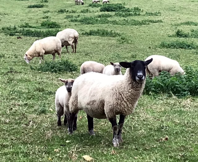 Fewer animals attacked in Devon