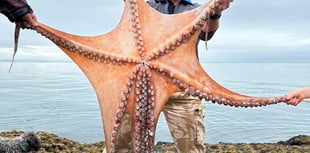 Giant octopus measuring 7ft pulled from South Devon waters 