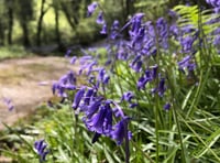 Bluebell weekend ahead