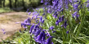 Bluebell wood in all its glory open this weekend