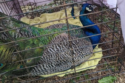 Houdini the peacock returns home