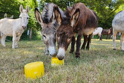 Keeping cool at The Donkey Sanctuary 