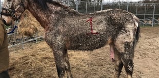 Couple given ten-year animal ban for serious horse neglect