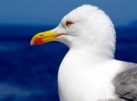 Council spends £300K storing seagull-proof sacks and bins