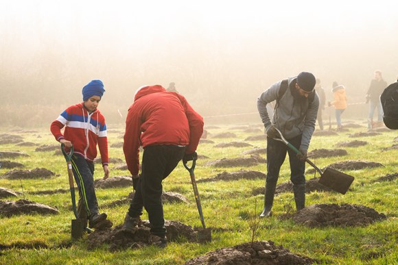 Free trees