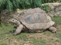 Man sentenced after discovery of dead giant tortoises
