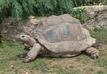 Exeter man sentenced after discovery of dead giant tortoises

