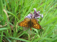 Devon’s rare butterflies in decline