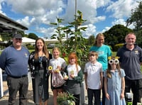 Tallest sunflower competition set to return