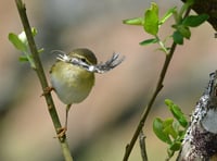 Nature Diary: chiffchaff, bluebells and Sandwich terns