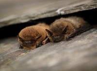 Devon Wildlife Trust seeks budding bat detectives