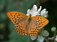 Nature Diary: Devon's beautiful butterflies, by Phil Dean