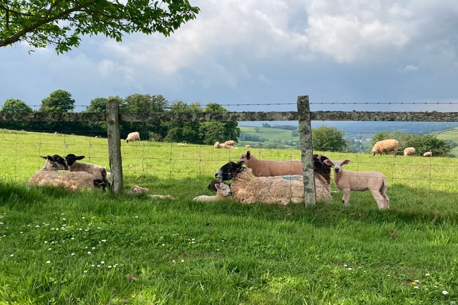 Sheep on the Sharpham Estate