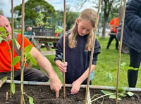 Children from Dartmouth Academy join sunflower growing challenge