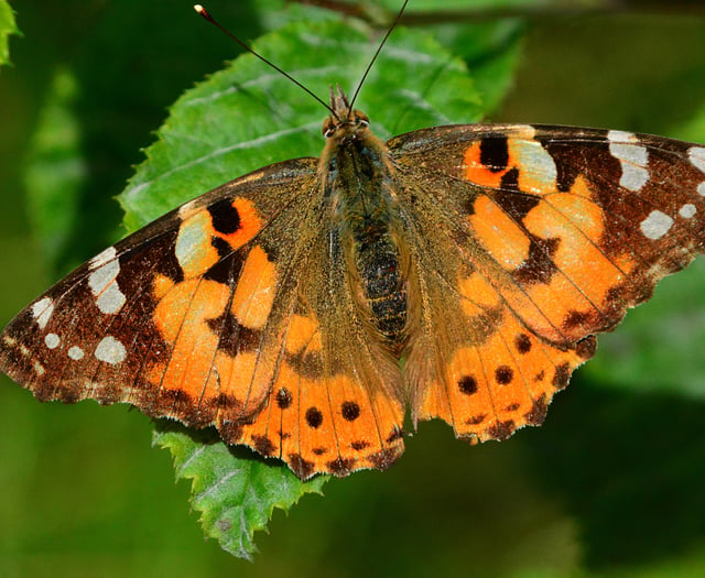 Caroline Snow | Migrating insects hit by poor weather and pesticides