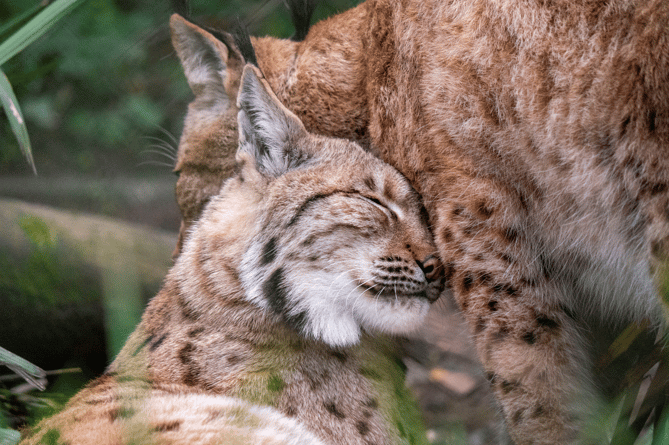 Flaviu and Emily - Dartmoor Zoo