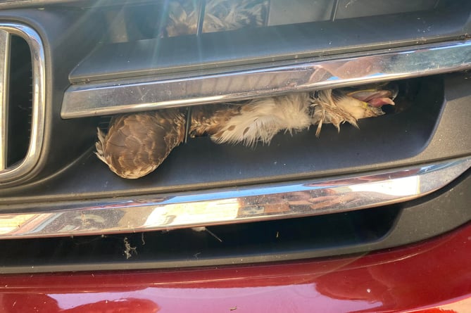 Believe it or not, the buzzard survived this brush with a car 