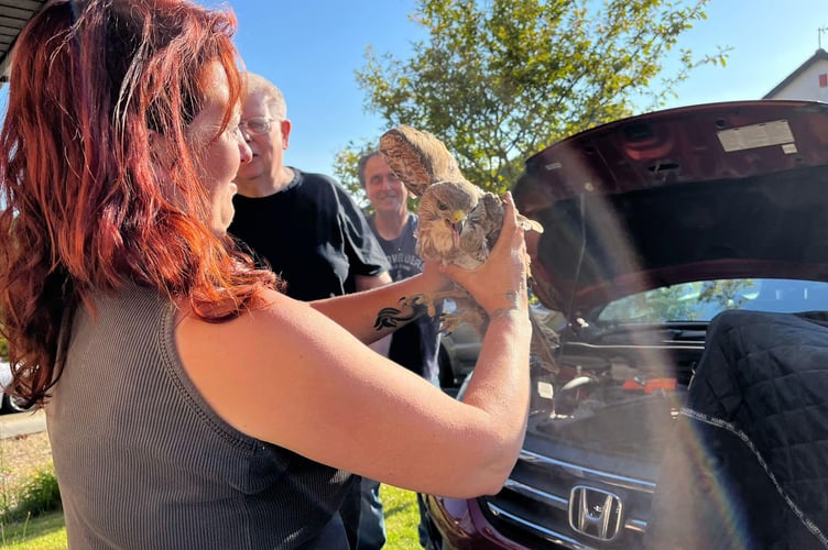 Jenny Rogers, manager of the Ash Rescue Centre, picks up the lucky buzzard and assesses his condition