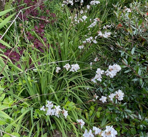 New Zealand Libertia, actually preferred by pollinators - Mike Hitch 