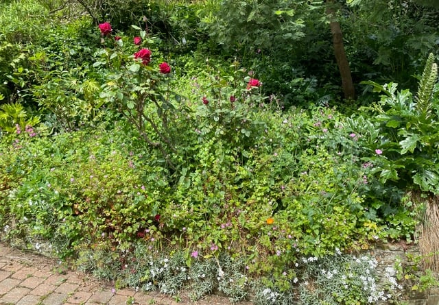 Our self seeded bed of geraniums - Mike Hitch 