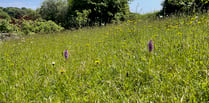 Nature Diary | A long road to a blooming meadow