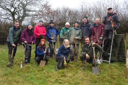 Devon charity aims to plant 34,000 trees on dartmoor