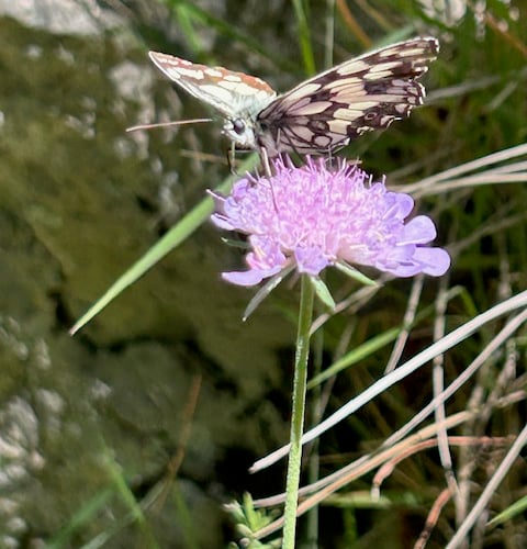 Marble White