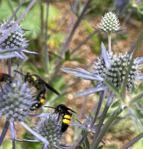 Colourful wasps - Mike Hitch