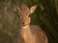 Dartmoor Zoo welcomes mini marvels