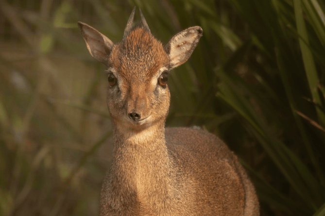 Dik Dik  Dartmoor Zoo 