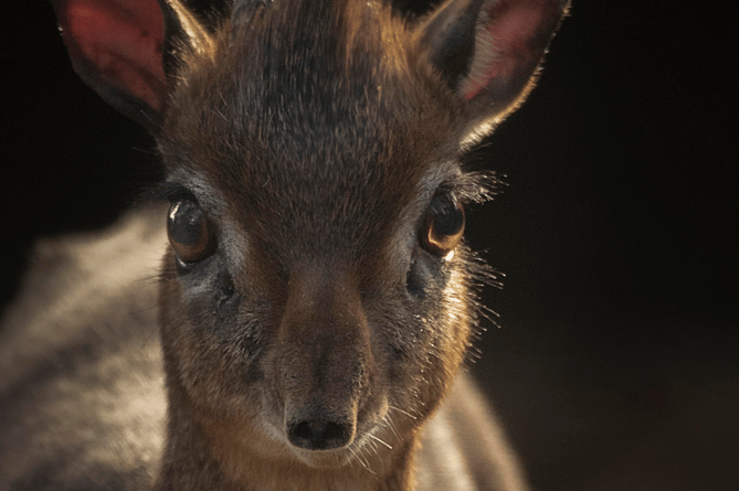 Dik Dik Dartmoor Zoo 