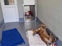 Rescue dogs 'sizzling' in the heat need your help 