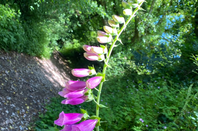 Fox Glove on a walk 