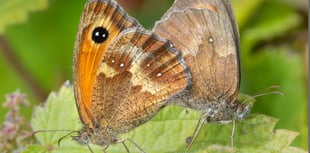 Nature Diary by Geoff Foale | A difficult year for butterflies